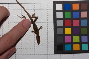 Media type: image;   Herpetology R-186852